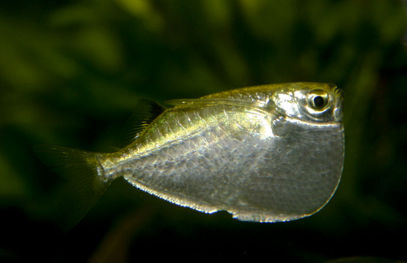 File:Gasteropelecus sternicla-9503.jpg