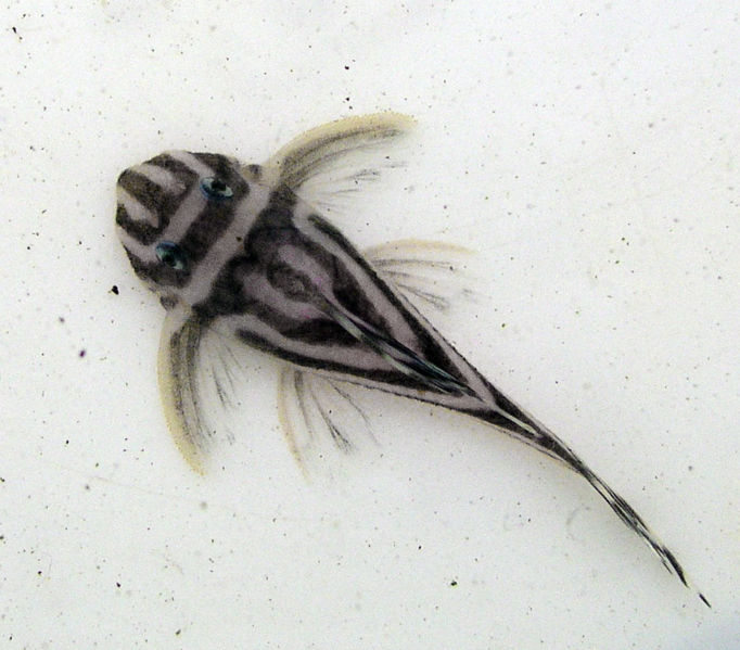 File:Hypancistrus Zebra-1406.jpg