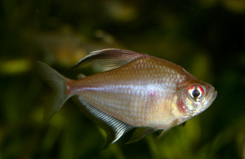 File:Hyphessobrycon erythrostigma-1811.jpg