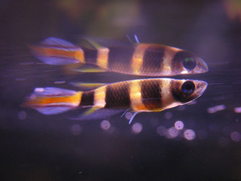 File:Pseudepiplatys annulatus-4101.jpg
