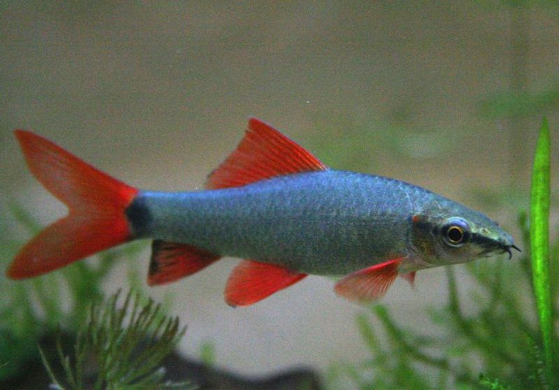 File:Rainbowshark3457.jpg