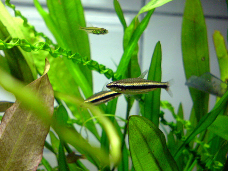 File:Shiningpencilfish-7379.jpg