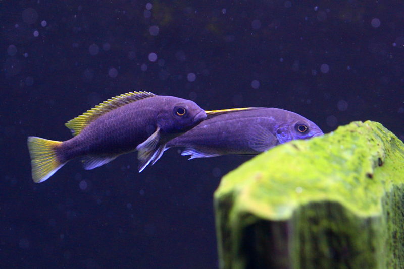 File:Acei Cichlids Juveniles-1452.jpg