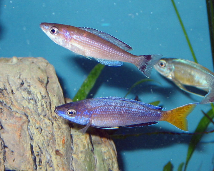 File:Cyprichromis Leptosoma Kitumba-4506.jpg