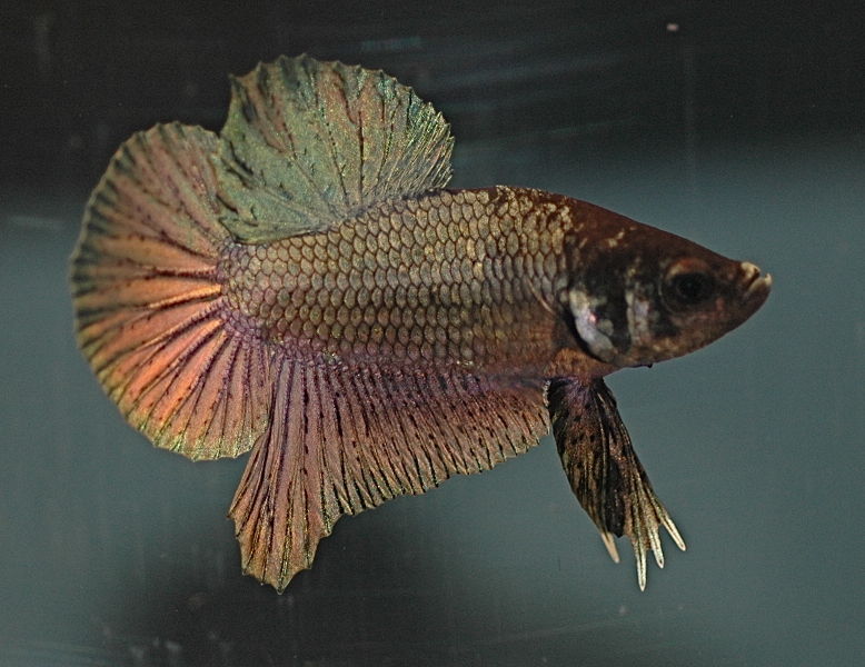 File:Bettacopper-6547.jpg