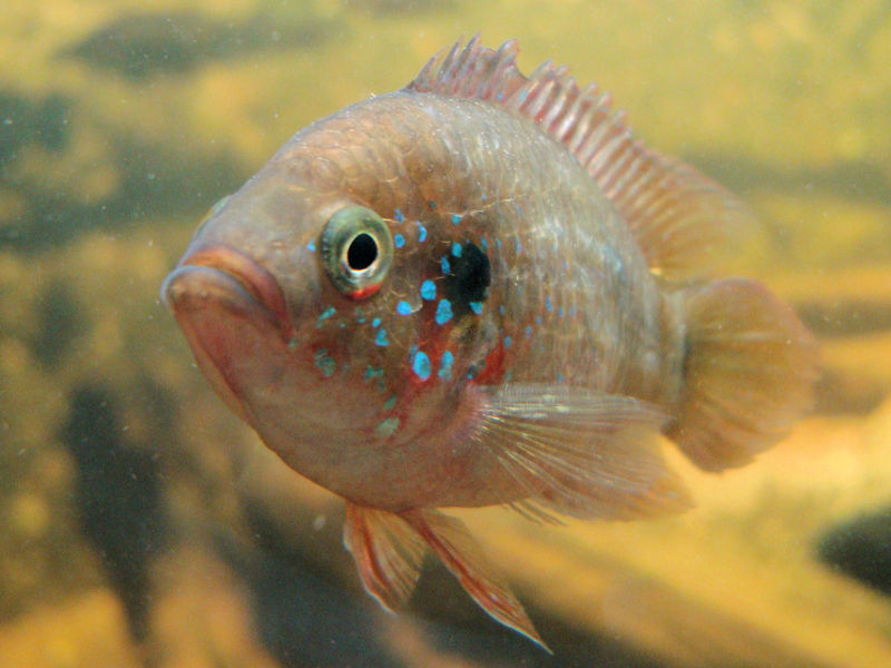File:Hemichromis bimaculatus-1915.jpg