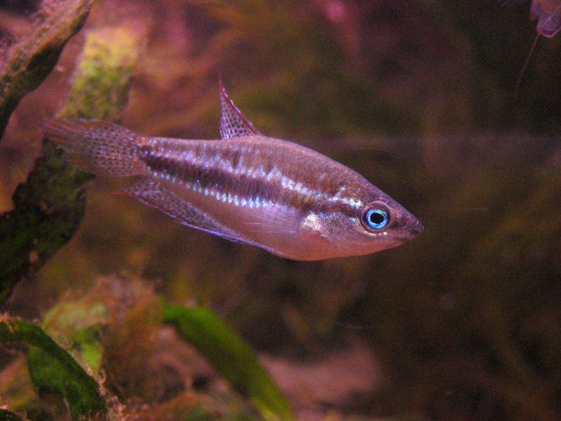 File:Trichopsis pumila-2274.jpg