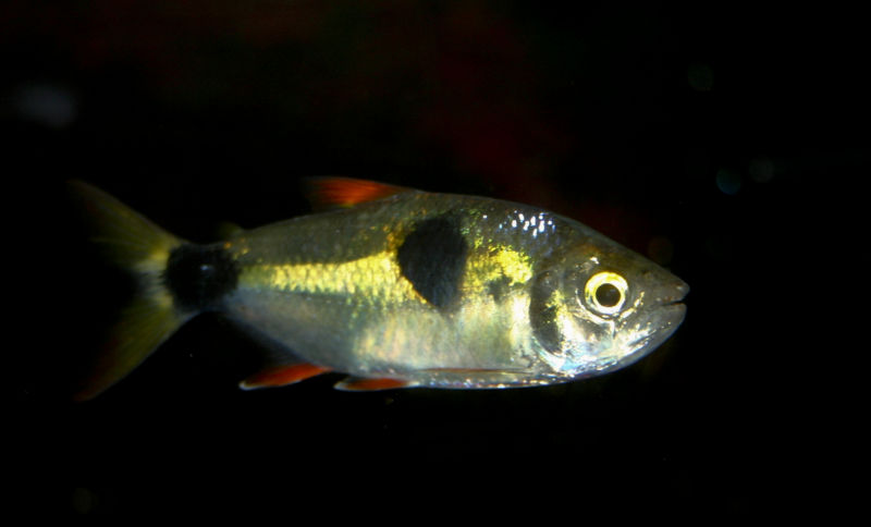 File:Exodon paradoxus-3438.jpg