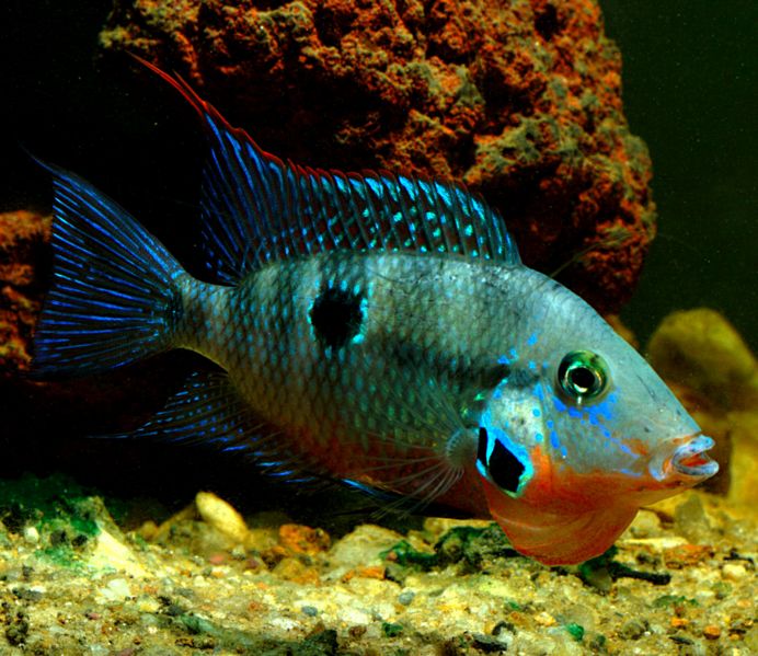 File:Thorichthys meeki-3677.jpg