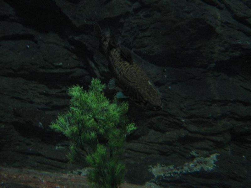 File:Amia calva 1.jpg