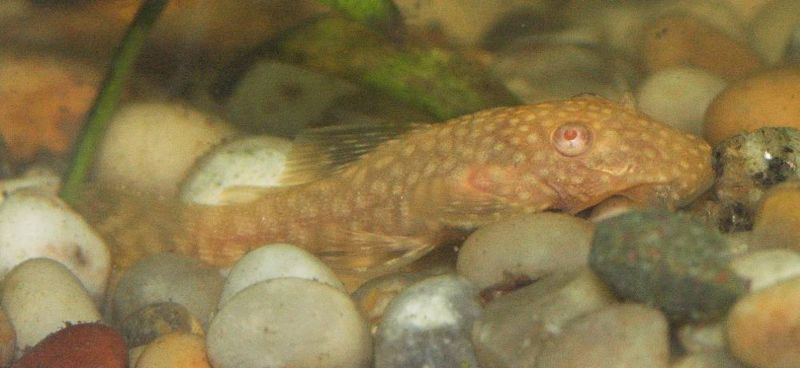 File:Gold Ancistrus2.jpg
