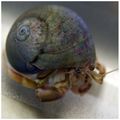 Hermit Crab - White.jpg