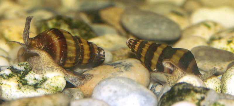 File:Anentome helena3.jpg