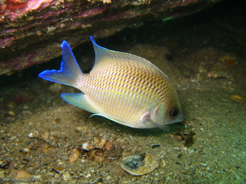 File:Immaculate Damsel-1151.jpg