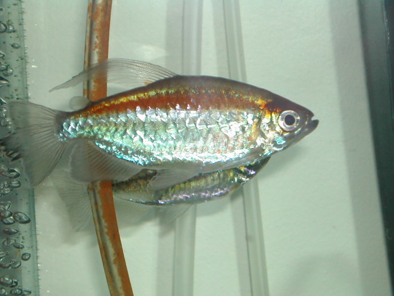File:Congo Tetra-4270.jpg
