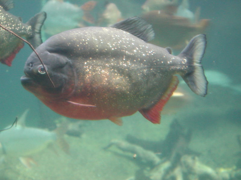 File:Pygocentrus nattereri-5885.jpg