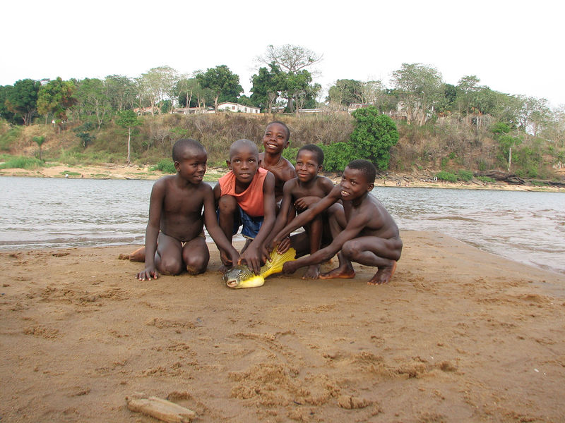 File:Tetraodon mbu-africa-7023.jpg