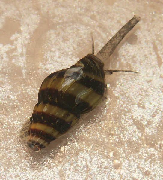 File:Anentome helena2.jpg