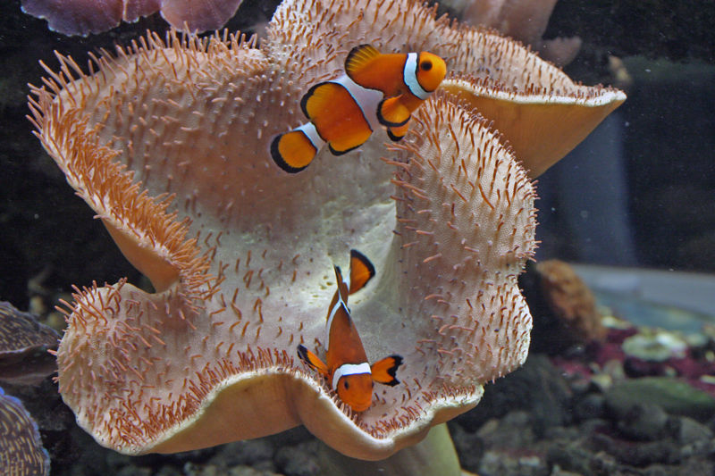 File:Clowns-in-anenome-6164.jpg