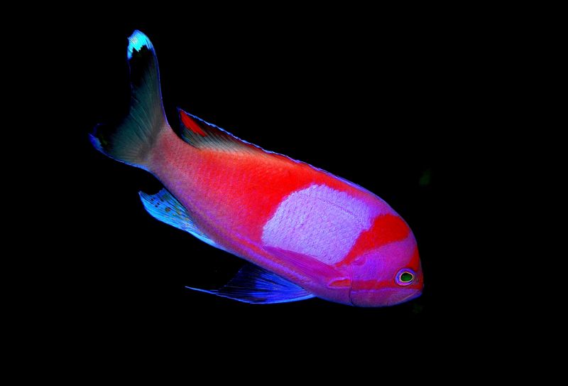File:Squarespotanthia-5164.jpg