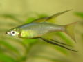 Threadfinrainbowfish1-2113.jpg