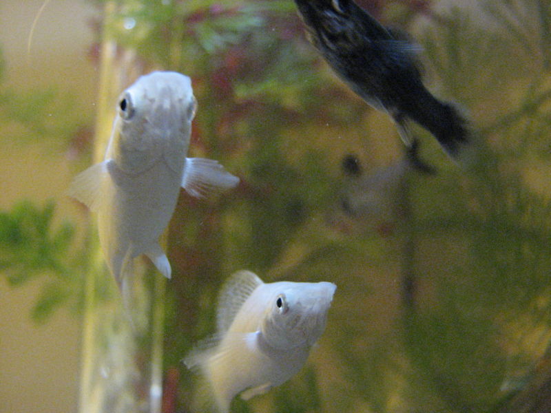 File:Whitemollys-8919.jpg