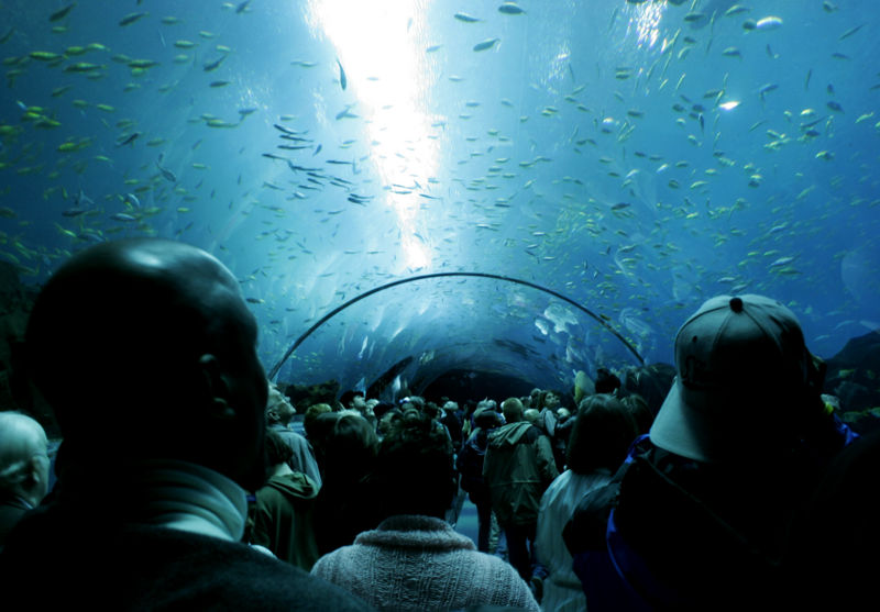 File:Georgia Aquarium-7124.jpg