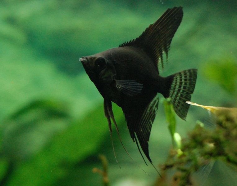 File:Pterophyllum scalare-9784.jpg