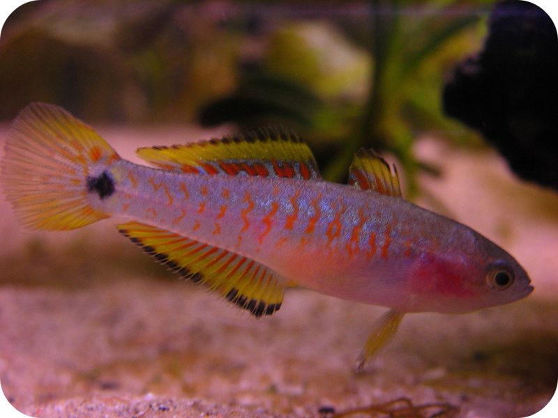 File:Tateurndina ocellicauda-3093.jpg