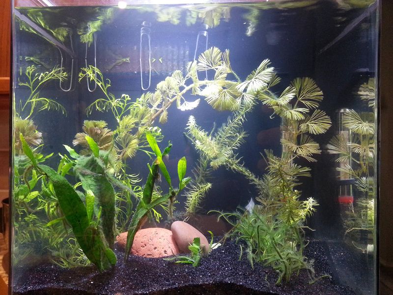 File:Fw planted tank3.jpg