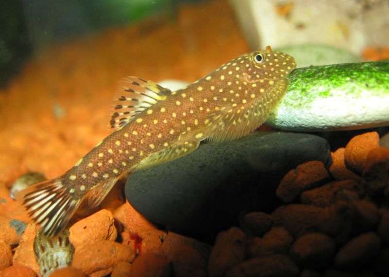 File:Gastromyzon Ctenocephalus.jpg
