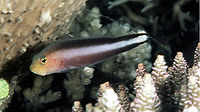 Pseudochromis bitaeniatus6643.jpg