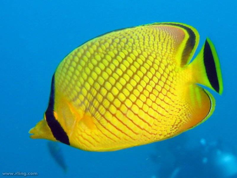 File:Chaetodon rafflesii-1521.jpg