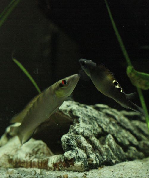 File:Crenicichla-regani-sp.-tapajos-male-and-female.jpg