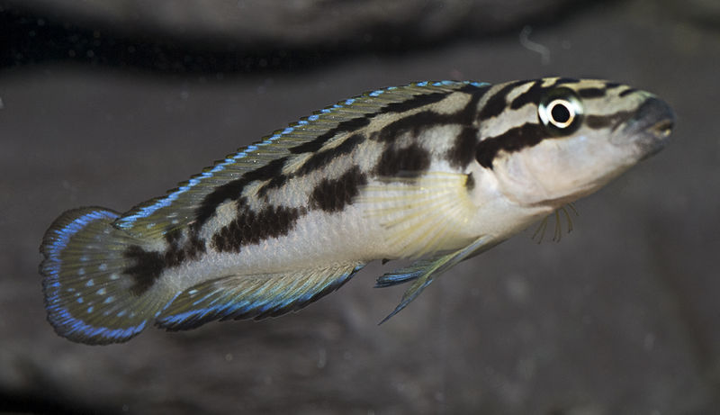 File:Julidochromis Transcriptus "Kalemie" 1-821.jpg