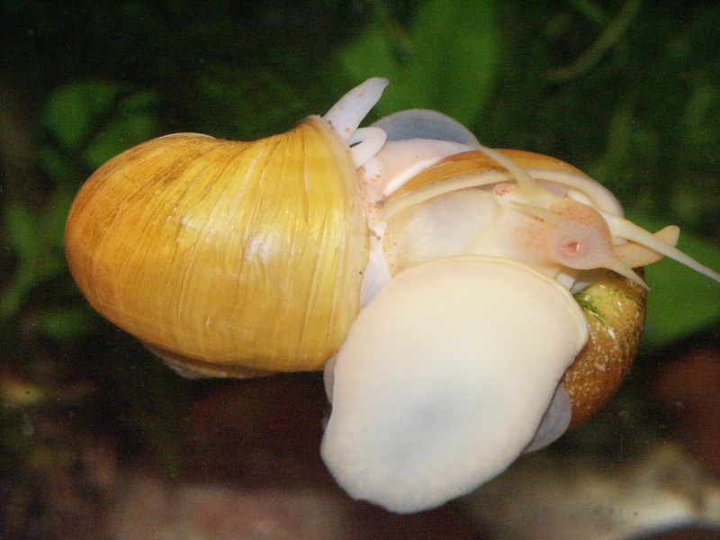 File:Pomacea bridgesii mating.jpg
