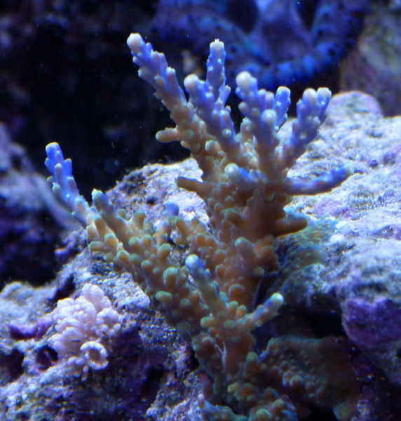 File:Acropora nana -3113.jpg