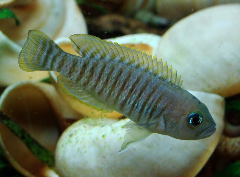 File:Neomulti3male-5886.jpg