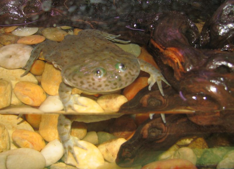 File:Lepidobatrachus laevis2.jpg