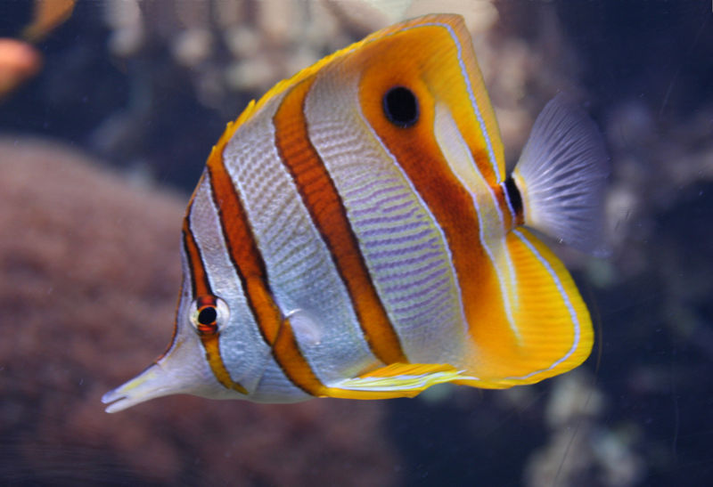 File:Chelmonrostratus-5247.jpg
