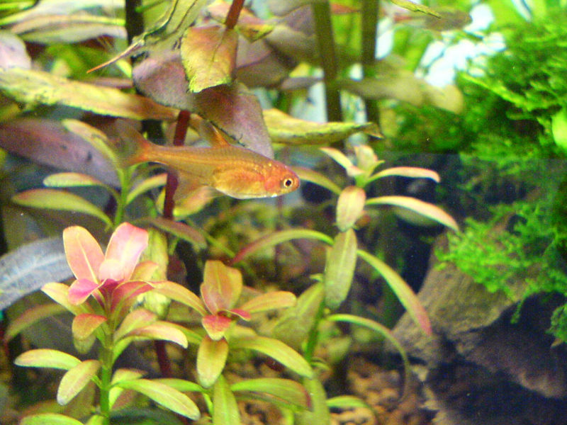 File:Ember tetra-2920.jpg