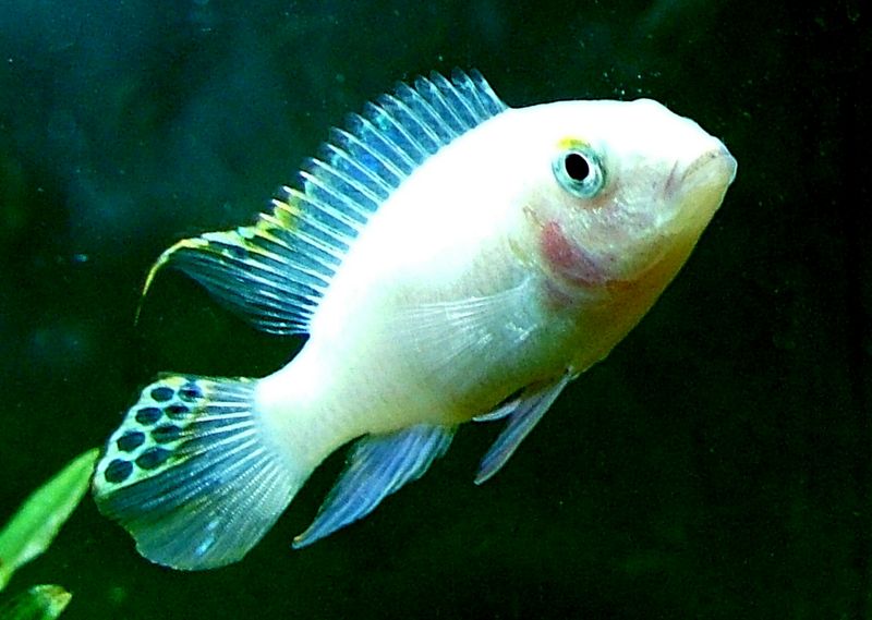 File:Albinokribensis-3375.jpg