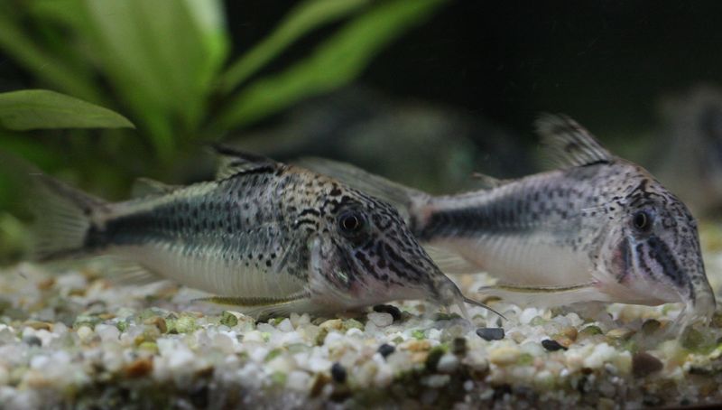 File:Corydoras-fowleri.jpg