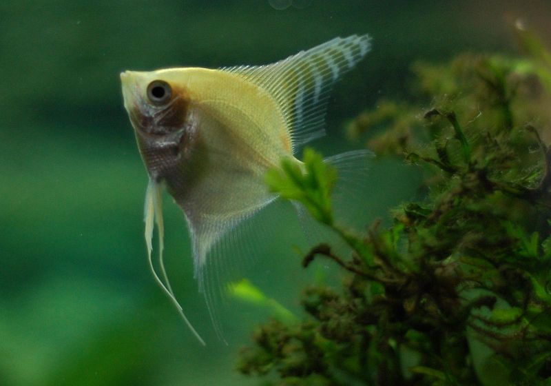 File:Pterophyllum scalare-7123.jpg