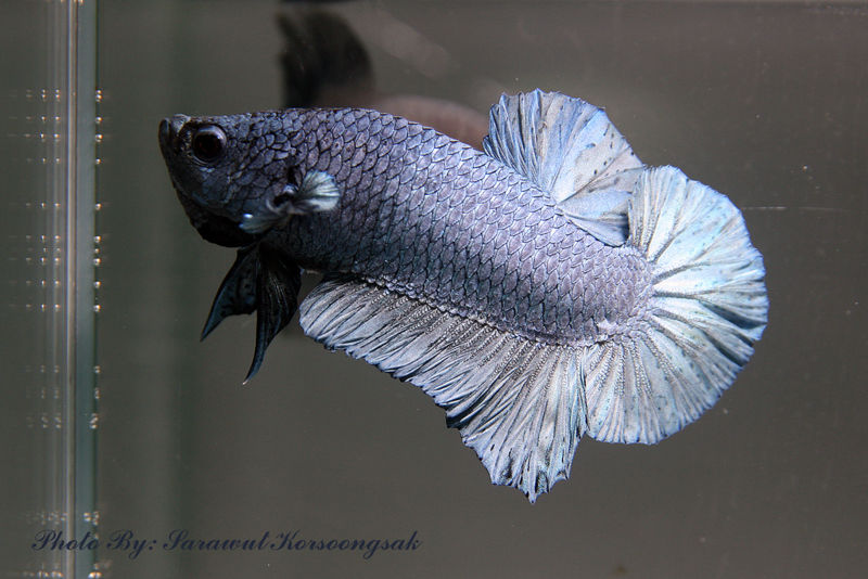 File:Bettasplendens-steelblue-3343.jpg