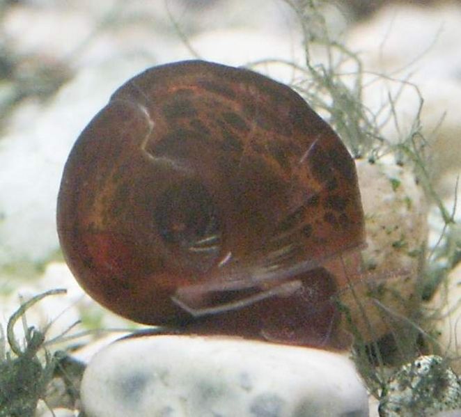 File:Brown ramshorn2.jpg
