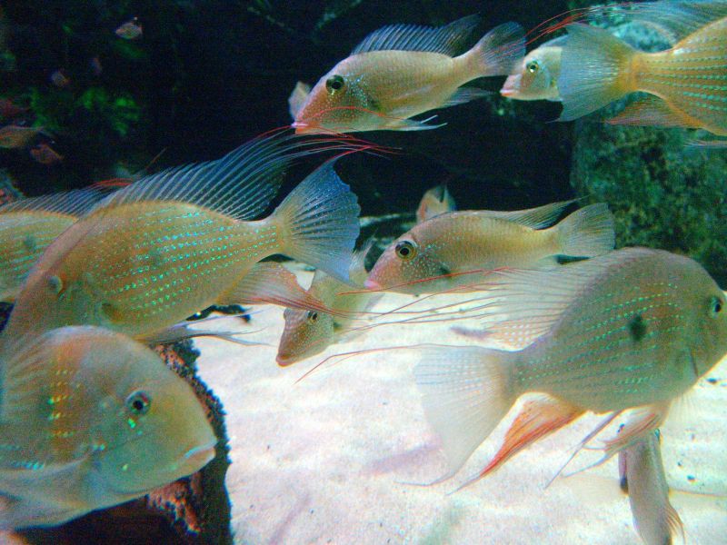 File:Acarichthys heckelii-5326.jpg