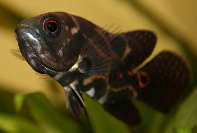 File:Oscarjuvenile-9072.jpg