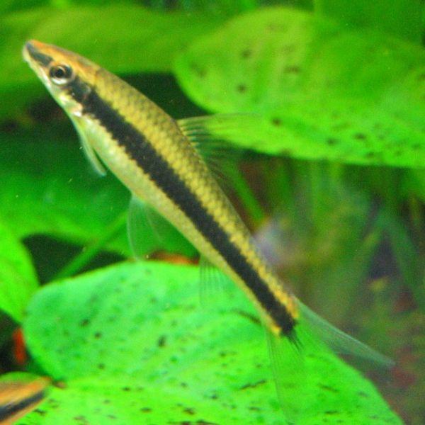 File:Crossocheilus oblongus445.jpg