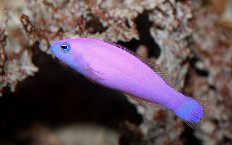 File:Pseudochromis porphyreus33678.jpg